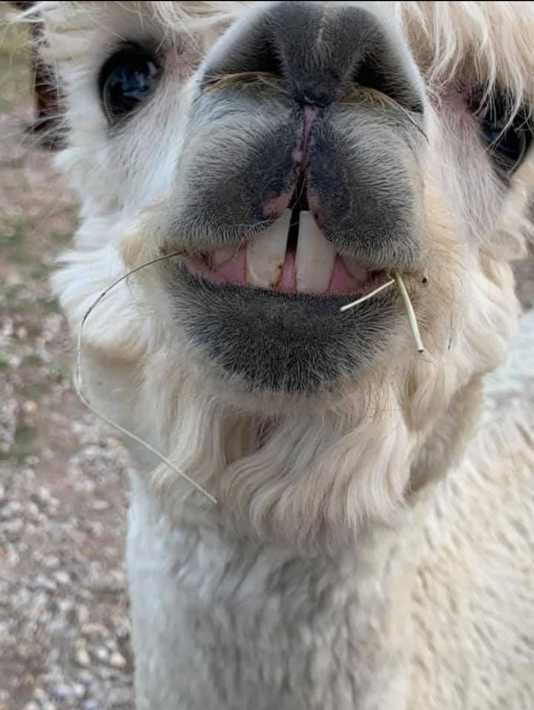 Close up of a llama's face.