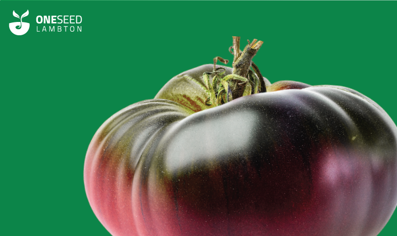 A cherokee purple tomato sits on a dark green background, with the One Seed Lambton logo in the top right corner.