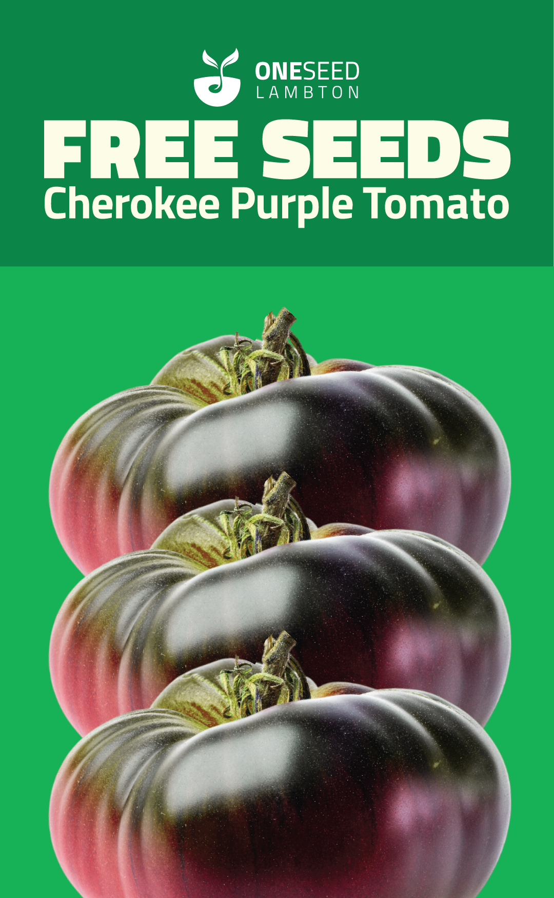 Promotional image for free Cherokee Purple Tomato seeds with a green background and three large tomatoes.