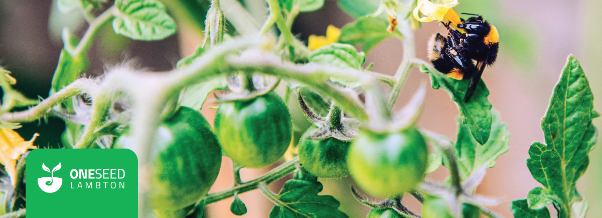 Tomato plants with green tomatoes, a bumblebee, and a "ONESEED LAMBTON" logo.