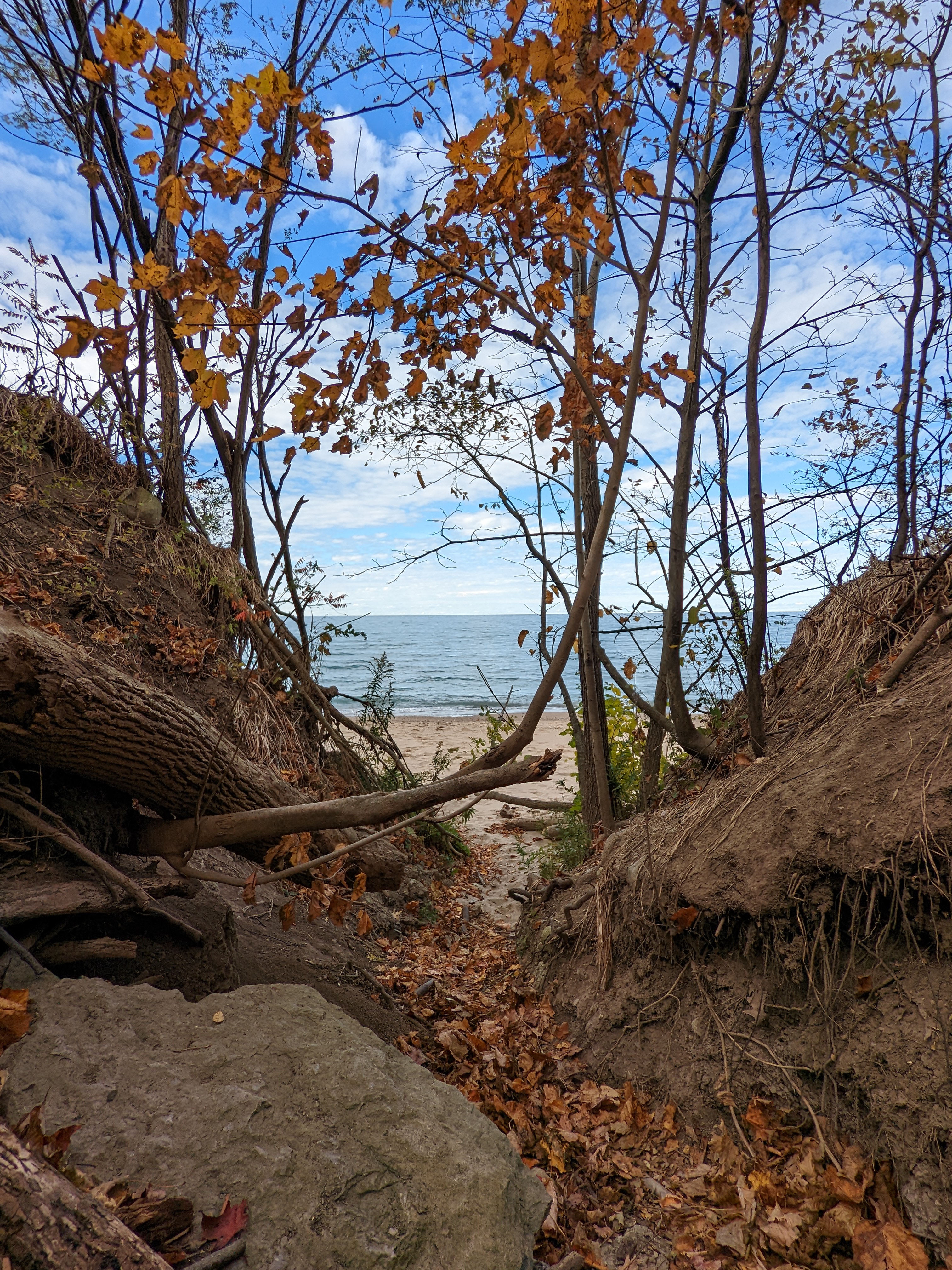 Canatara park beach peeking through autumn trees