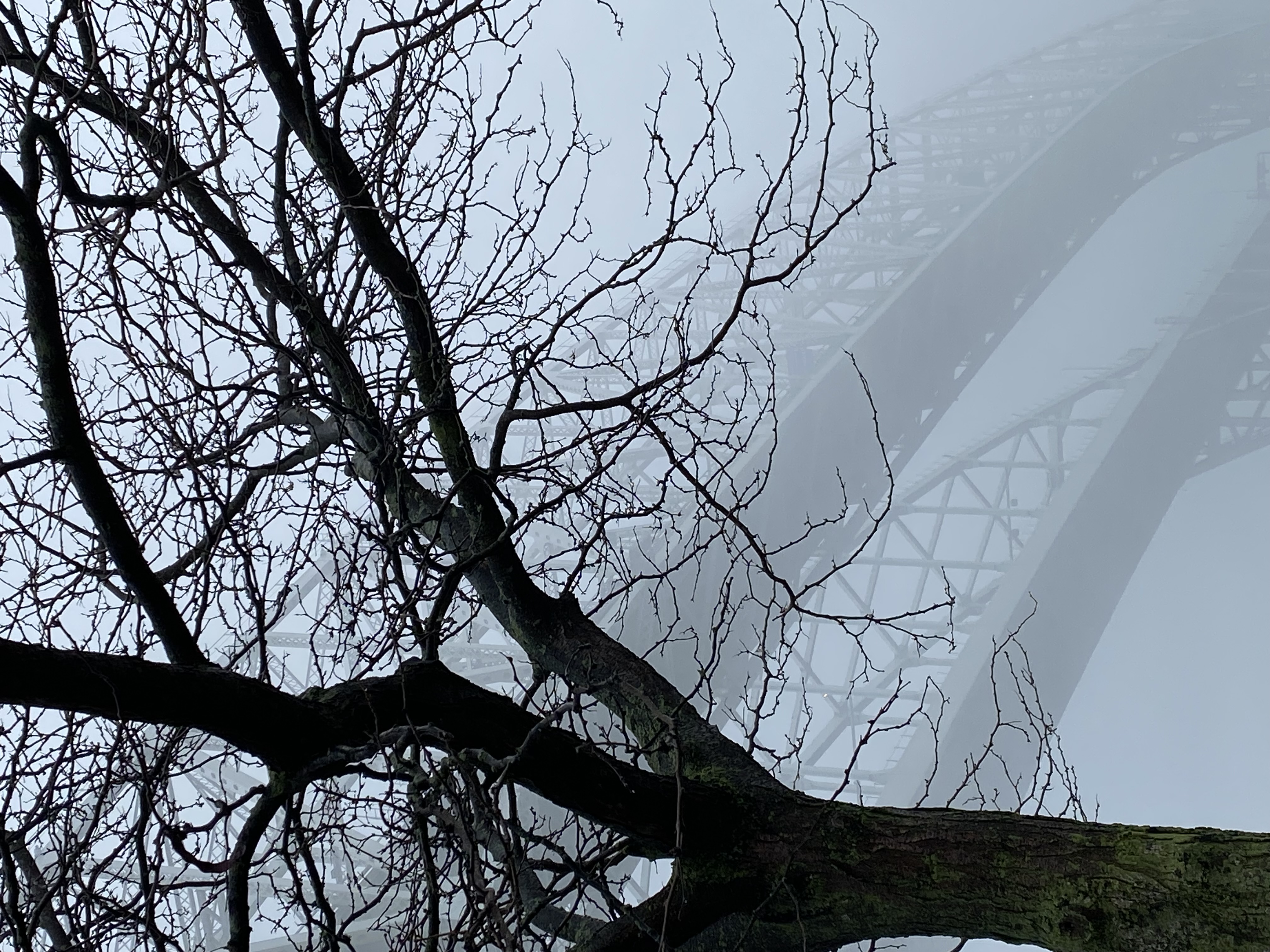 an eerie bare tree in the foreground of a foggy day. Peeking through the fog and trees you can see the blue water bridge.